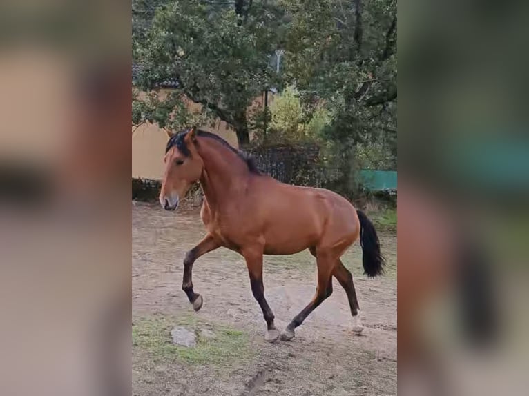 PRE Croisé Étalon 2 Ans 160 cm Bai in Salamanca