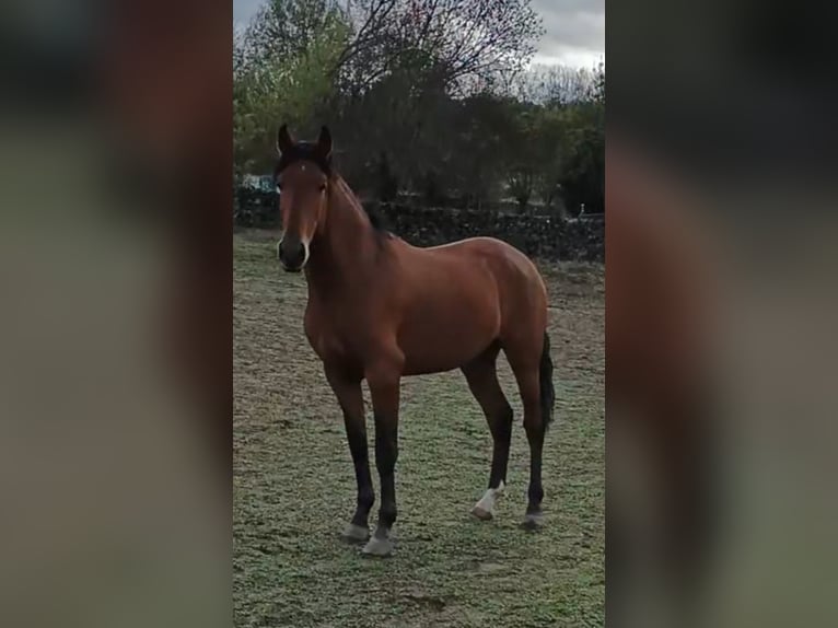 PRE Croisé Étalon 2 Ans 160 cm Bai in Salamanca