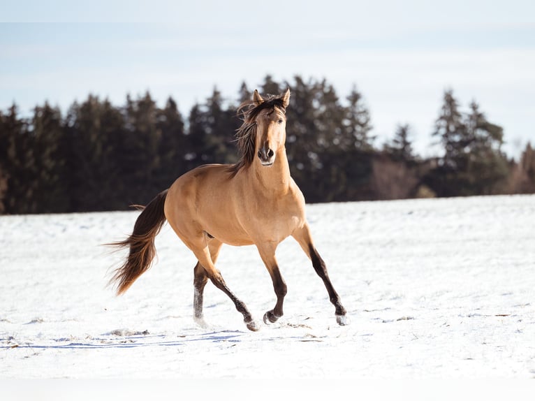 PRE Croisé Étalon 2 Ans 160 cm Buckskin in Ammerang