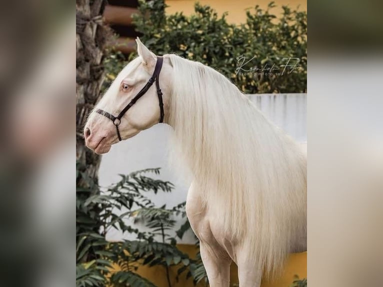 PRE Croisé Étalon 2 Ans 160 cm Buckskin in Ammerang