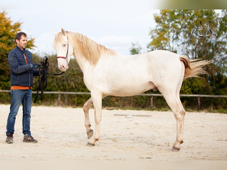 PRE Croisé Étalon 2 Ans 160 cm Cremello in Deauville