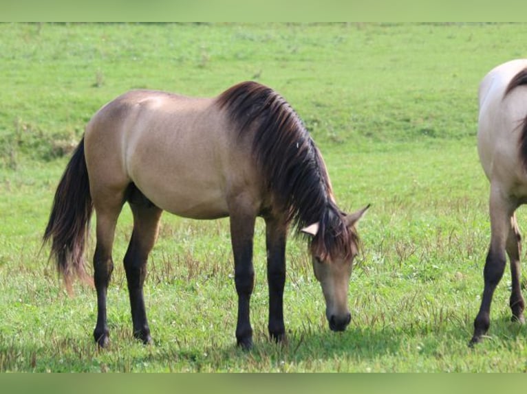 PRE Étalon 2 Ans 160 cm Gris (bai-dun) in Bibertal