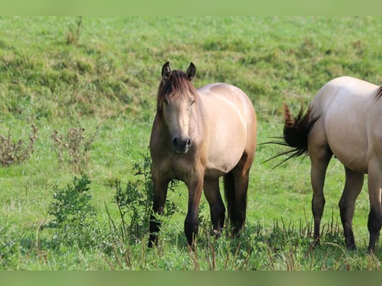 PRE Étalon 2 Ans 160 cm Gris (bai-dun) in Bibertal