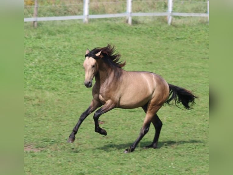 PRE Étalon 2 Ans 160 cm Gris (bai-dun) in Bibertal