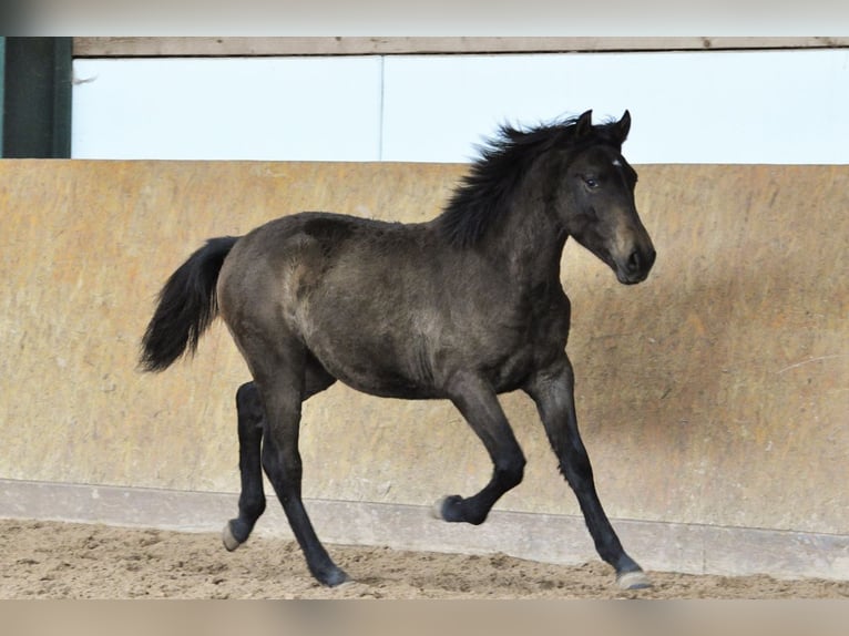 PRE Étalon 2 Ans 160 cm Gris in Waldh&#xF6;lzbach