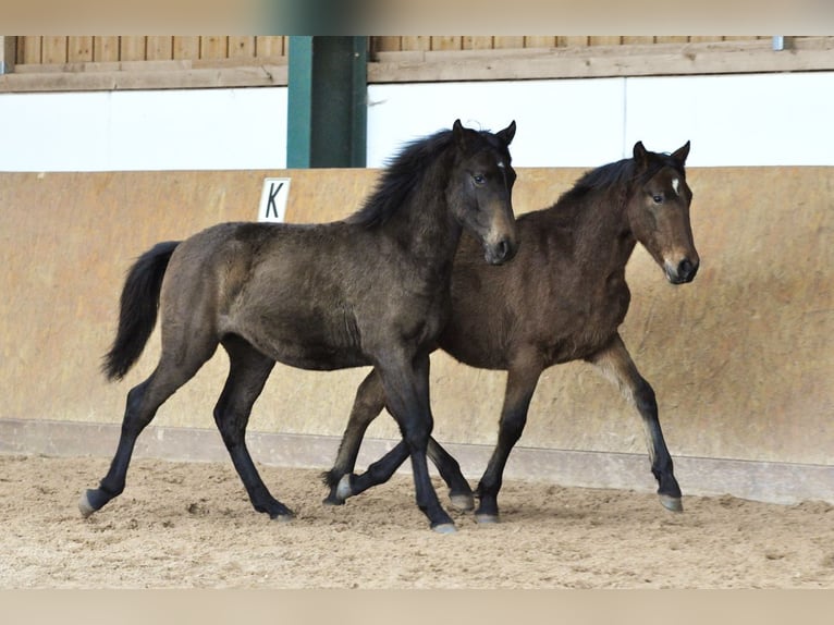 PRE Étalon 2 Ans 160 cm Gris in Waldh&#xF6;lzbach