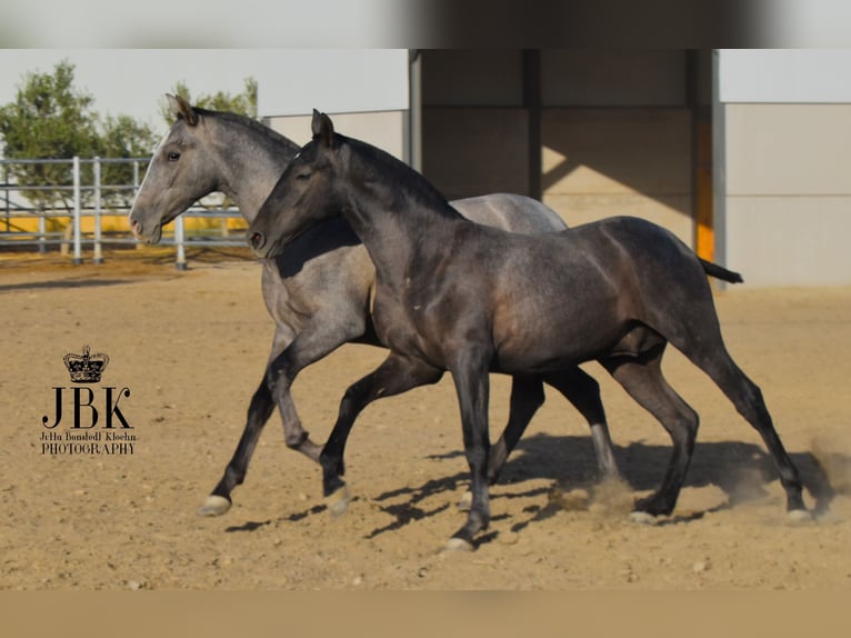 PRE Étalon 2 Ans 160 cm Gris noir in Tabernas Almeria