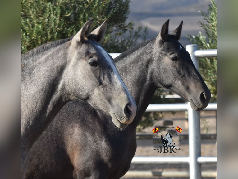 PRE Étalon 2 Ans 160 cm Gris noir in Tabernas Almeria