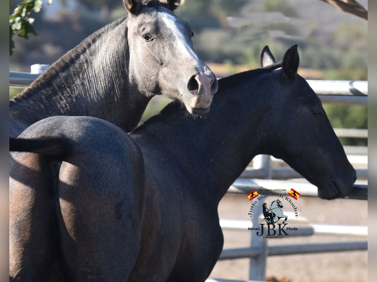 PRE Étalon 2 Ans 160 cm Gris noir in Tabernas Almeria