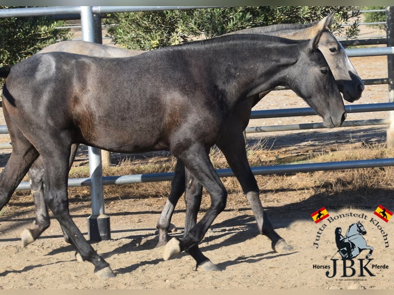 PRE Étalon 2 Ans 160 cm Gris noir in Tabernas Almeria