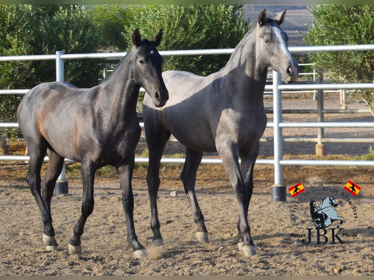 PRE Étalon 2 Ans 160 cm Gris noir in Tabernas Almeria