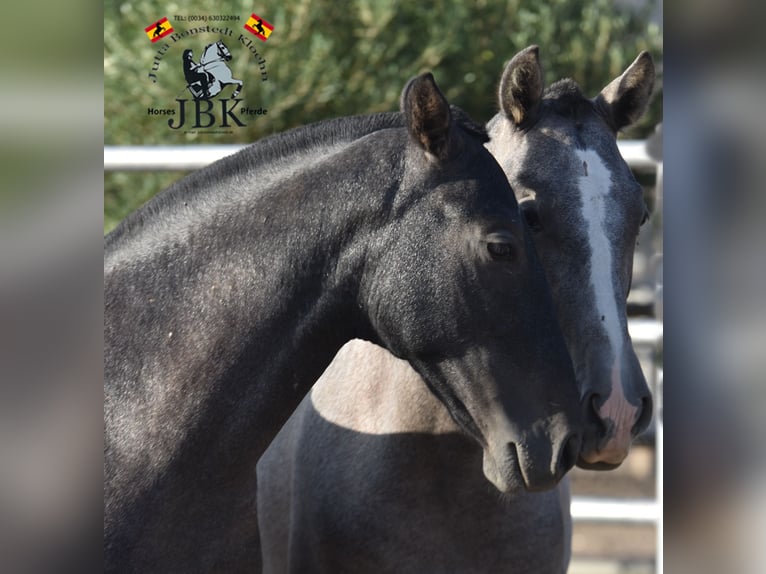 PRE Étalon 2 Ans 160 cm Gris noir in Tabernas Almeria