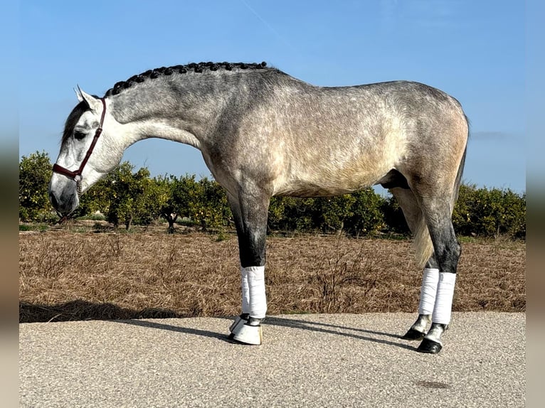 PRE Étalon 2 Ans 160 cm Gris pommelé in Moncada