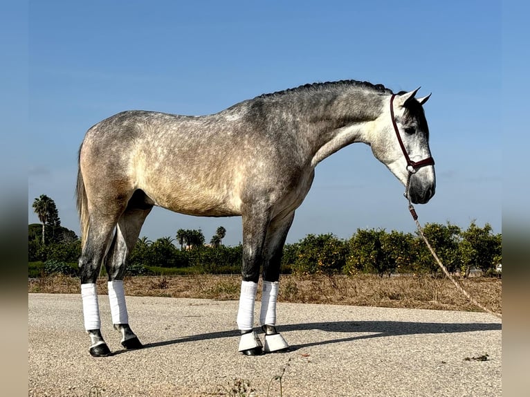 PRE Étalon 2 Ans 160 cm Gris pommelé in Moncada