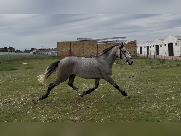 PRE Croisé Étalon 2 Ans 160 cm Gris pommelé in San José de La Rinconada