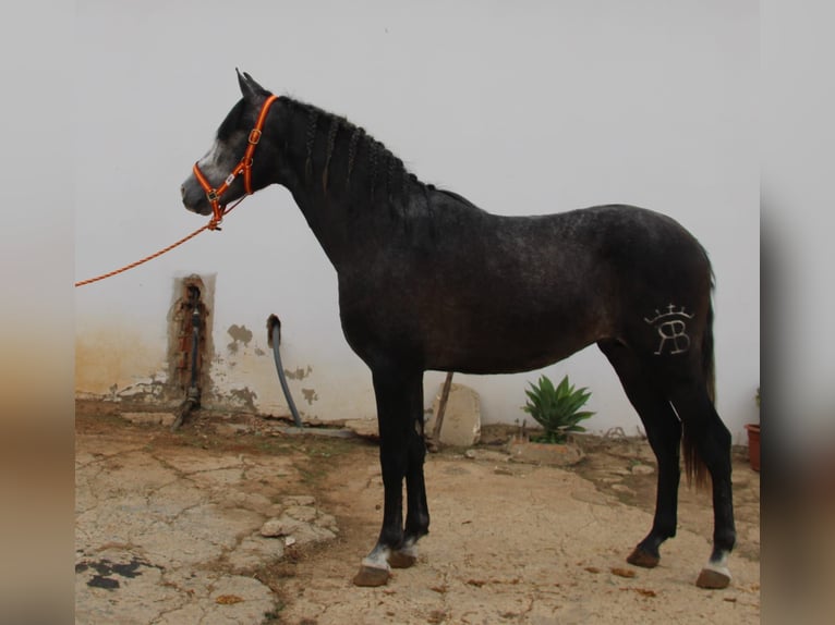 PRE Croisé Étalon 2 Ans 160 cm Gris in Vejer de la Frontera