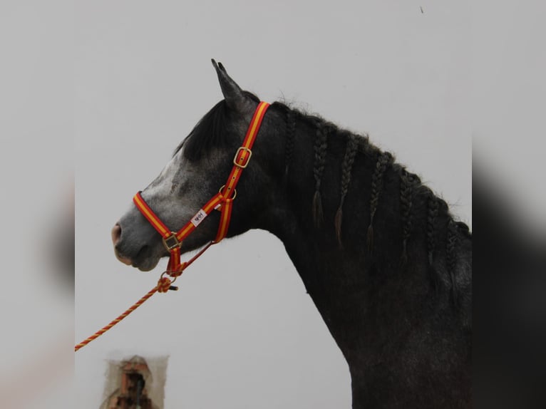 PRE Croisé Étalon 2 Ans 160 cm Gris in Vejer de la Frontera