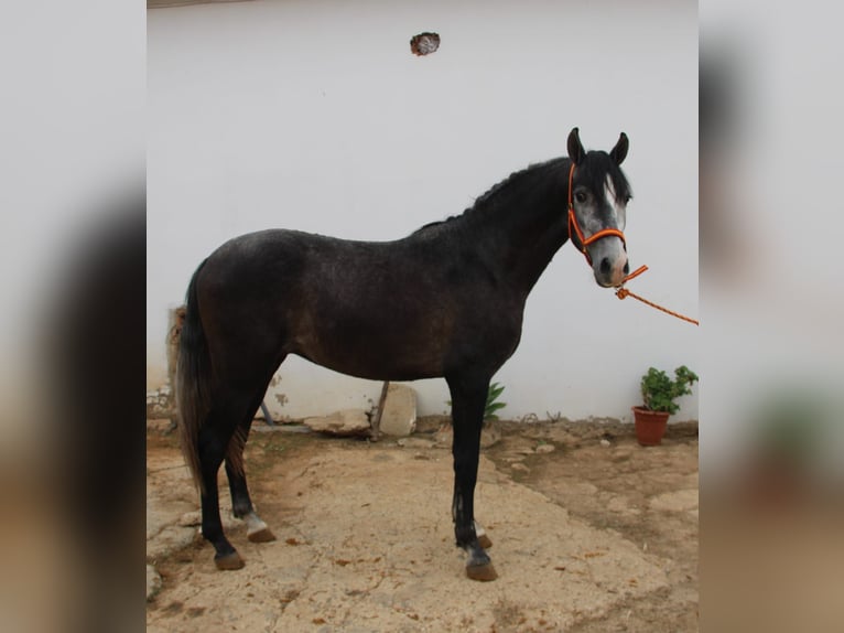 PRE Croisé Étalon 2 Ans 160 cm Gris in Vejer de la Frontera