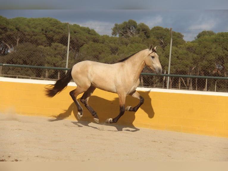 PRE Croisé Étalon 2 Ans 160 cm Isabelle in Hamburg