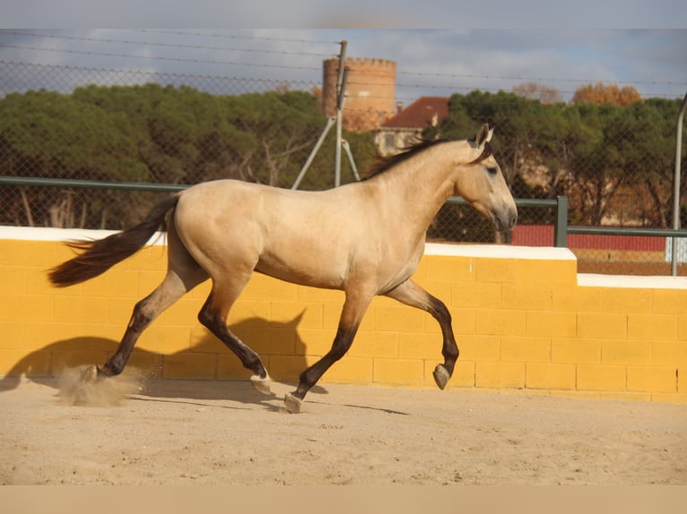 PRE Croisé Étalon 2 Ans 160 cm Isabelle in Hamburg