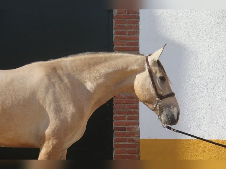 PRE Croisé Étalon 2 Ans 160 cm Isabelle in Hamburg