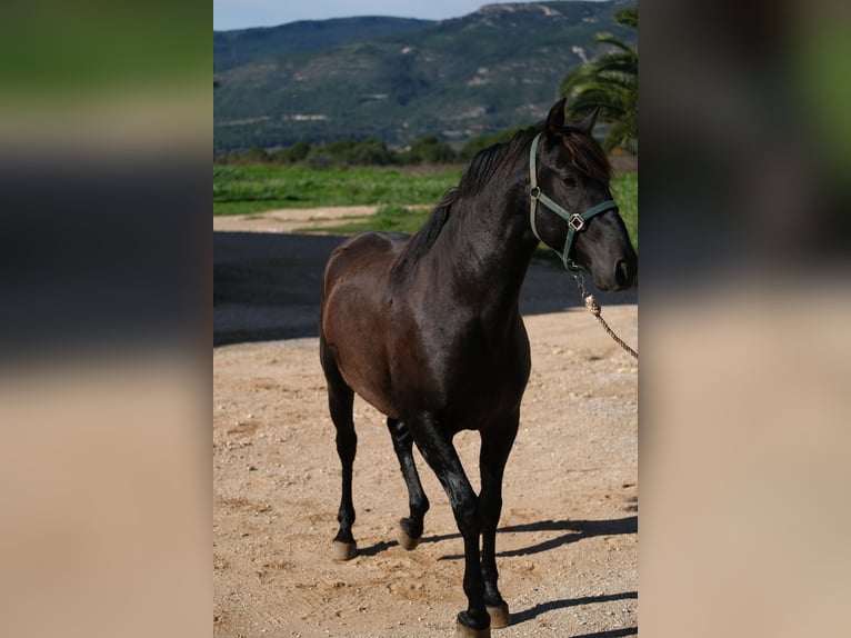 PRE Croisé Étalon 2 Ans 160 cm Noir in Hamburg