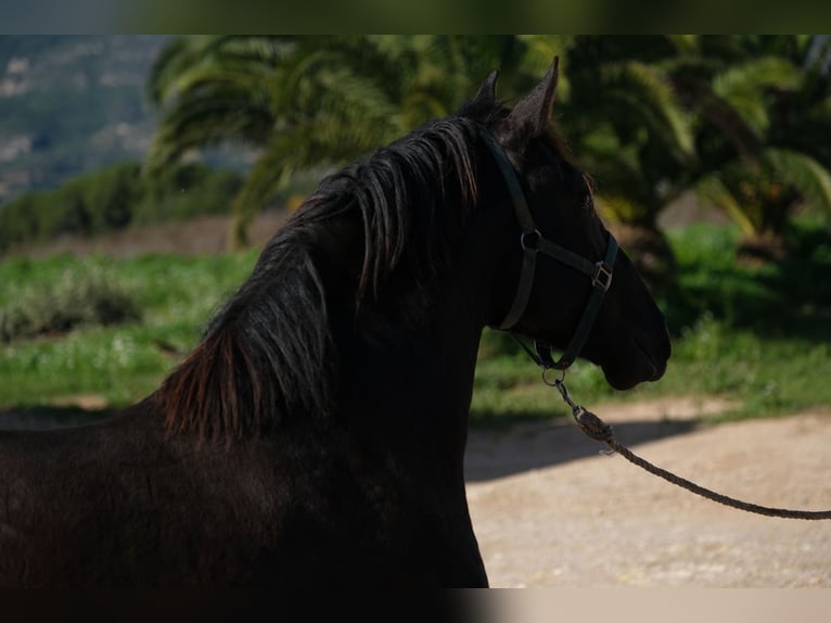 PRE Croisé Étalon 2 Ans 160 cm Noir in Hamburg