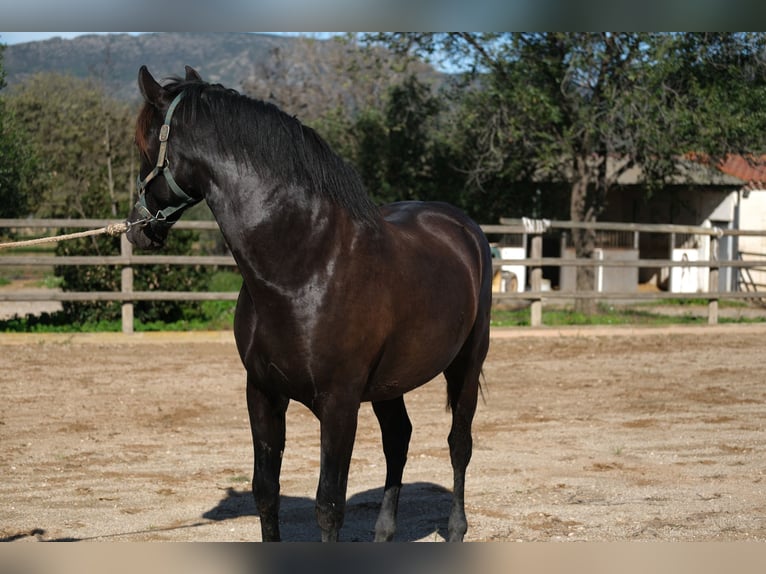 PRE Croisé Étalon 2 Ans 160 cm Noir in Hamburg