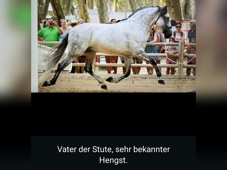 PRE Croisé Étalon 2 Ans 160 cm Noir in Edling