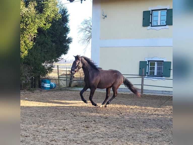 PRE Croisé Étalon 2 Ans 160 cm Noir in Edling