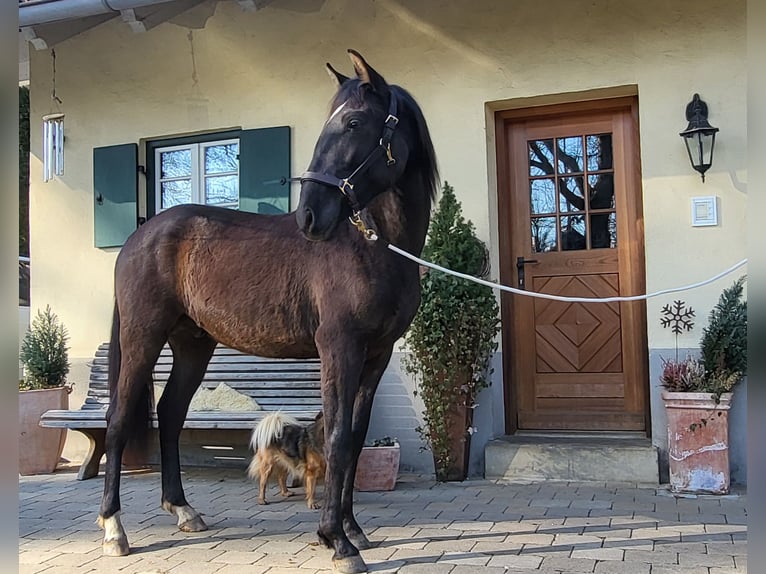 PRE Croisé Étalon 2 Ans 160 cm Noir in Edling