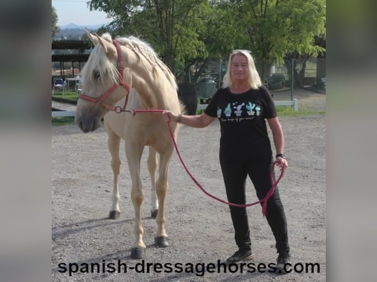 PRE Croisé Étalon 2 Ans 160 cm Palomino in Barcelona