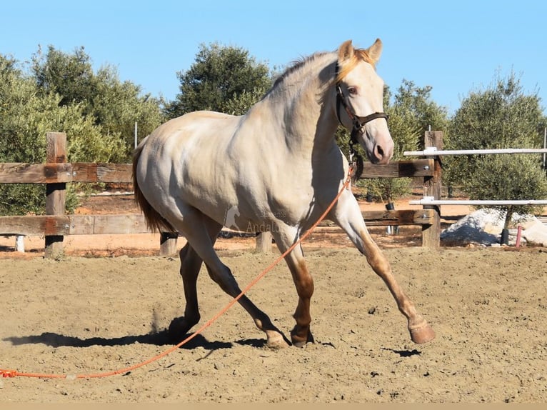 PRE Croisé Étalon 2 Ans 160 cm Perle in Provinz Malaga