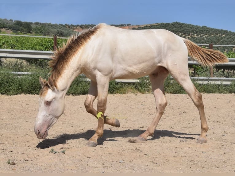 PRE Étalon 2 Ans 160 cm Perle in Provinz Cordoba