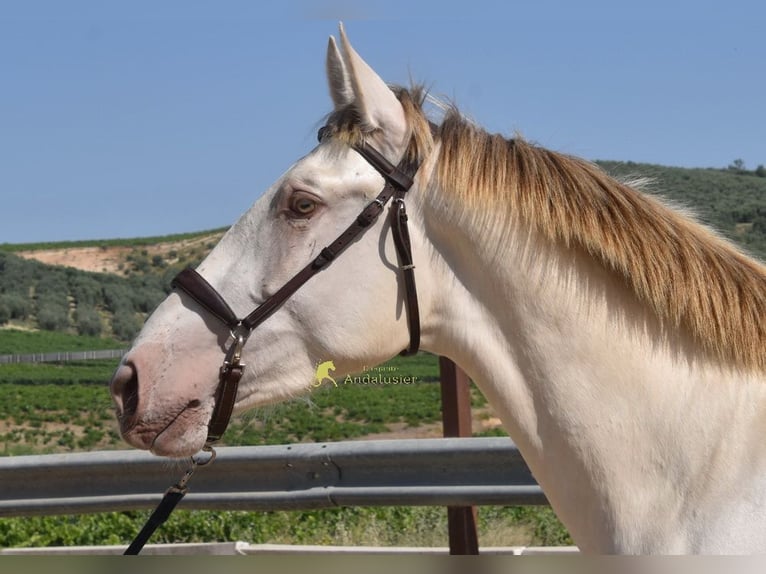 PRE Étalon 2 Ans 160 cm Perle in Provinz Cordoba