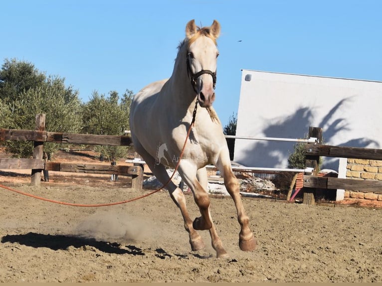 PRE Étalon 2 Ans 160 cm Perle in Provinz Malaga