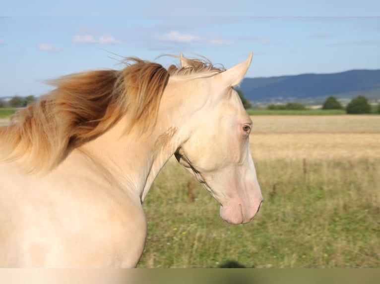 PRE Croisé Étalon 2 Ans 160 cm Perlino in Balingen