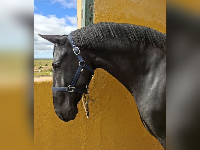 PRE Étalon 2 Ans 161 cm  in Los Rosales