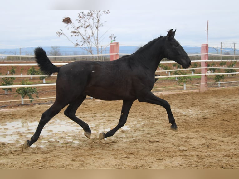 PRE Étalon 2 Ans 161 cm in Los Rosales