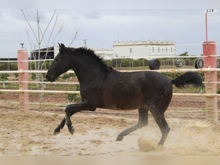 PRE Étalon 2 Ans 161 cm  in Los Rosales