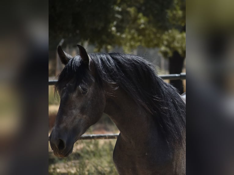 PRE Étalon 2 Ans 161 cm Gris pommelé in Sevilla