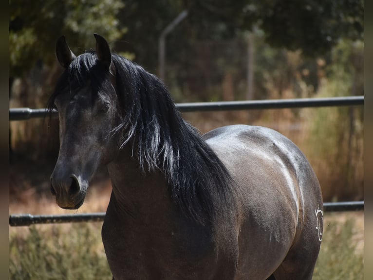 PRE Étalon 2 Ans 161 cm Gris pommelé in Sevilla