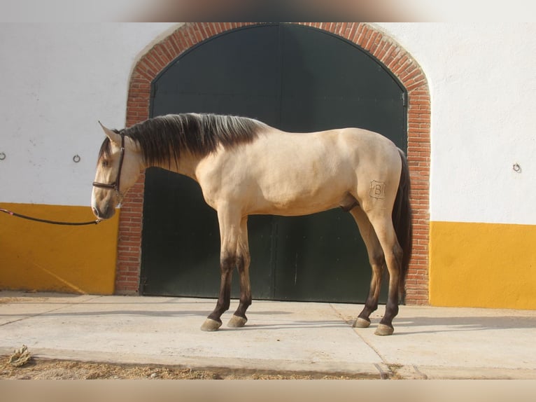 PRE Croisé Étalon 2 Ans 161 cm Isabelle in Hamburg