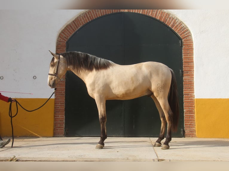 PRE Croisé Étalon 2 Ans 161 cm Isabelle in Hamburg