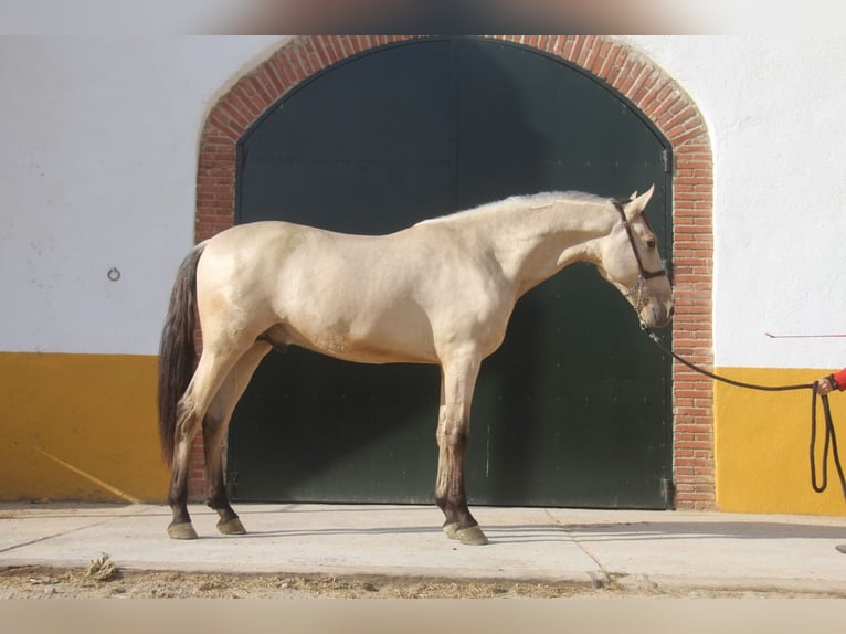 PRE Croisé Étalon 2 Ans 161 cm Isabelle in Hamburg