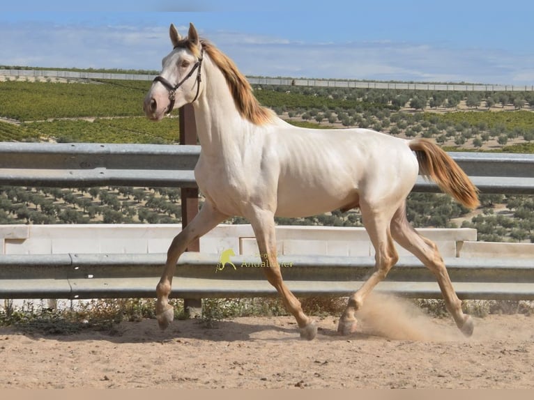 PRE Étalon 2 Ans 161 cm Perle in Provinz Cordoba