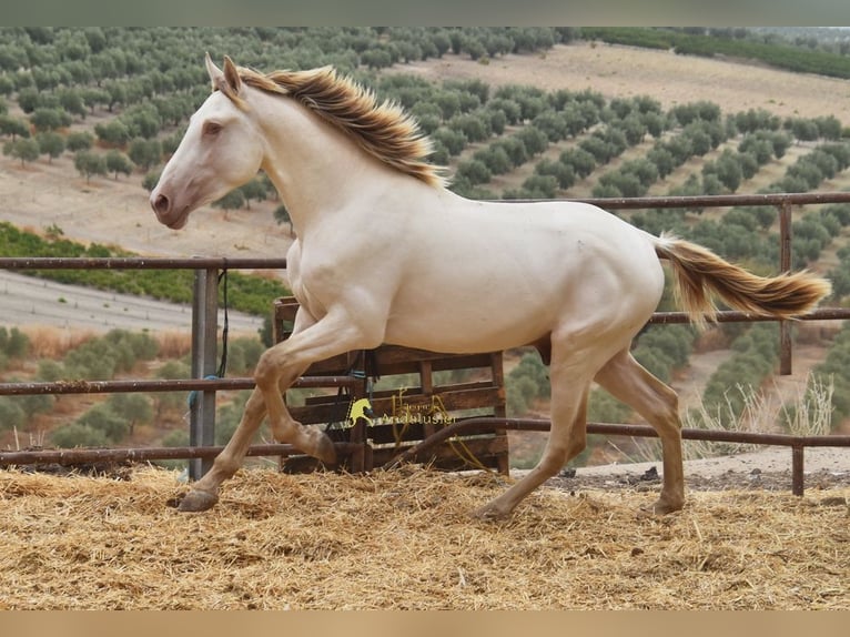 PRE Étalon 2 Ans 161 cm Perle in Provinz Cordoba