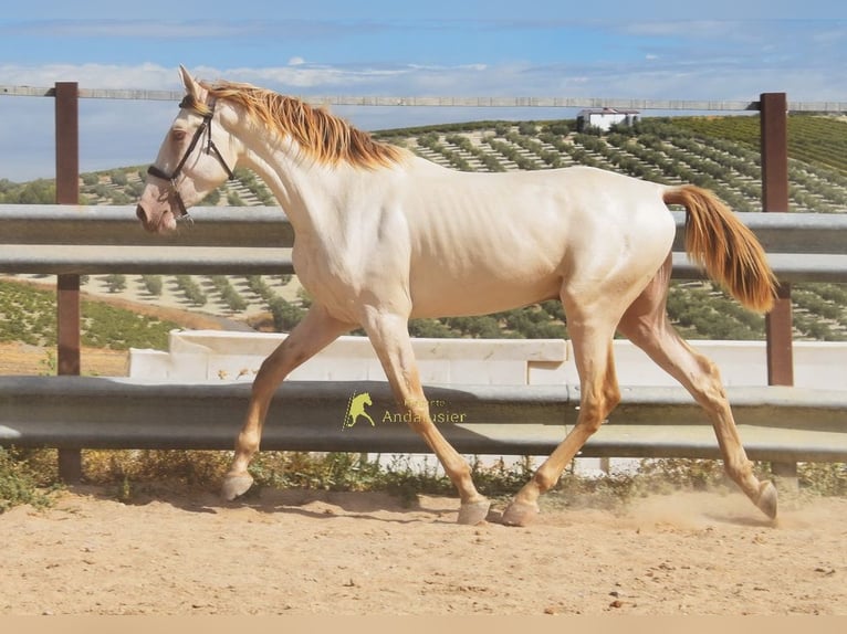 PRE Étalon 2 Ans 161 cm Perle in Provinz Cordoba