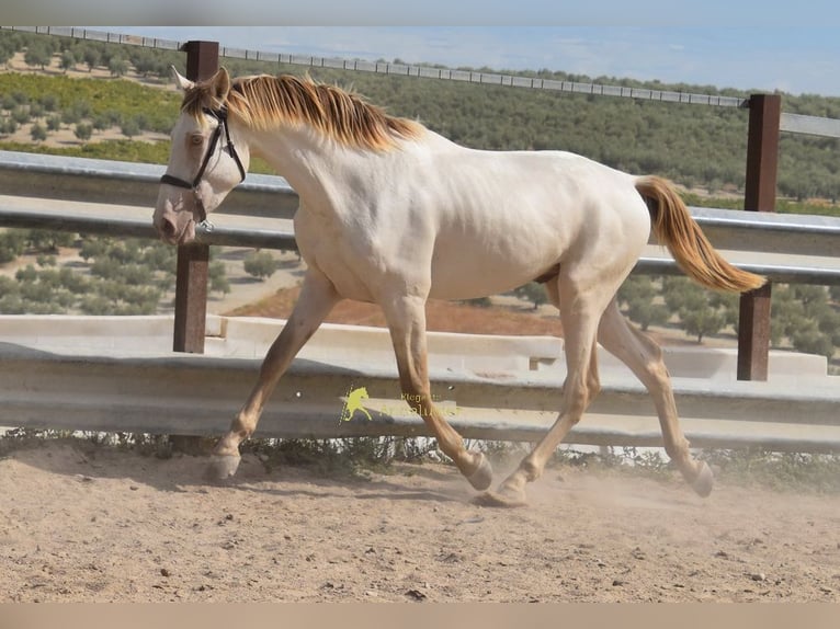 PRE Étalon 2 Ans 161 cm Perle in Provinz Cordoba