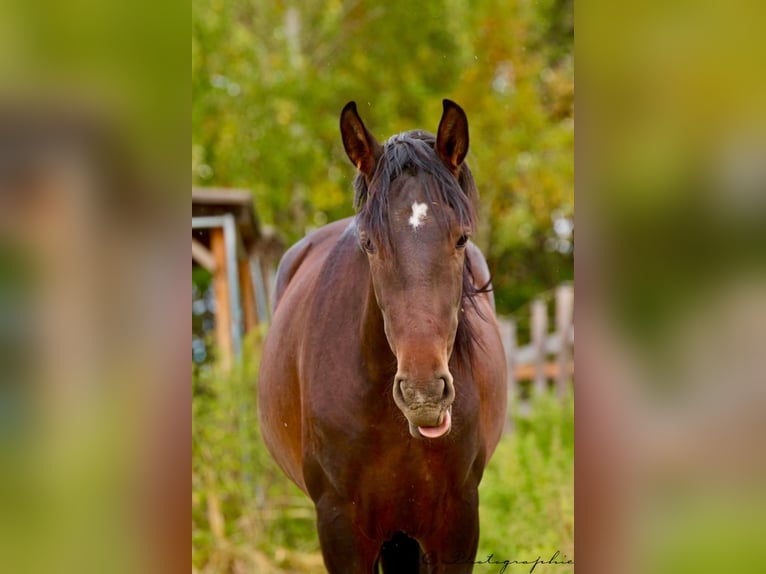 PRE Croisé Étalon 2 Ans 162 cm Bai in Brandis